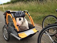 Deepdale Bike Hire Fleet - Dog friendly Buggy - Attaches to adult bikes so that your best friend can join in the adventure and come along too! Deepdale Bike Hire Fleet - Dog friendly Buggy - Attaches to adult bikes so that your best friend can join in the adventure and come along too!