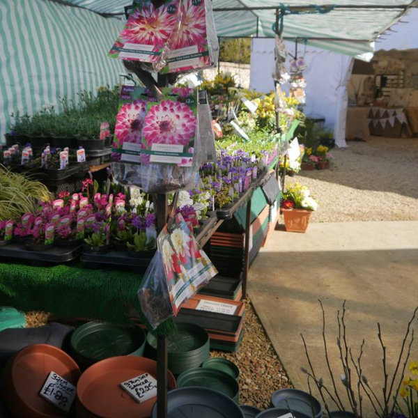 Pop Up Flower & Plant Stall, By the beach hut pop up shops from Easter to October.  In the front car park in the Winter. | Here at Dalegate Market we’re really pleased to be hosting Lilac Nurseries, with a wonderful seasonal selection of flowers, plants and other gardening items. | pop up shop, flowers, plants, gardening, stall, seasonal, spring, summer, autumn, winter, lilac, nurseries, dalegate market, burnham deepdale, north norfolk coast