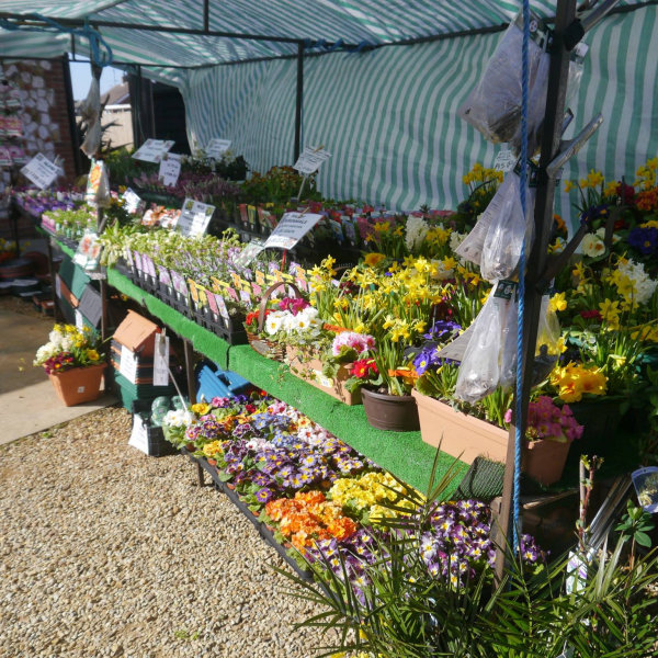 Pop Up Flower & Plant Stall, By the beach hut pop up shops from Easter to October.  In the front car park in the Winter. | Here at Dalegate Market we're really pleased to be hosting Lilac Nurseries most Sundays throughout the year*, with a wonderful seasonal selection of flowers, plants and other gardening items. | pop up shop, flowers, plants, gardening, stall, seasonal, spring, summer, autumn, winter, lilac, nurseries, dalegate market, burnham deepdale, north norfolk coast